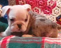 Winston, a male English Bulldog for sale in Minerva, OH – Photo 5 of 8