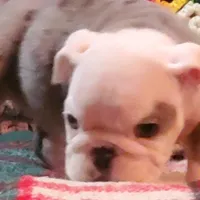 Winston, a male English Bulldog for sale in Minerva, OH – Photo 2 of 8