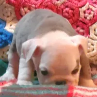 Winston, a male English Bulldog for sale in Minerva, OH – Photo 3 of 8