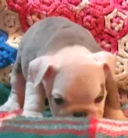 Winston, a male English Bulldog for sale in Minerva, OH – Photo 3 of 8