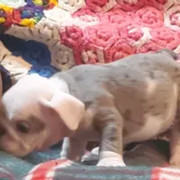 Winston, a male English Bulldog for sale in Minerva, OH – Photo 1 of 8