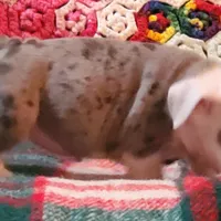 Winston, a male English Bulldog for sale in Minerva, OH – Photo 7 of 8