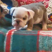 Winston, a male English Bulldog for sale in Minerva, OH – Photo 8 of 8