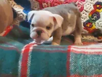 Winston, a male English Bulldog for sale in Minerva, OH – Photo 8 of 8