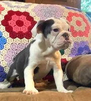Cinderella, a female English Bulldog for sale in Minerva, OH – 6 of 8