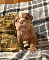 Madison, a female English Bulldog for sale in Minerva, OH – 5 of 7