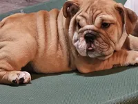 Clyde, a male English Bulldog for sale in Minerva, OH – 5 of 7