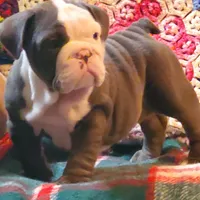 Violet, a male English Bulldog for sale in Minerva, OH – Photo 7 of 9