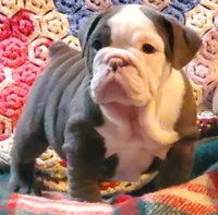 Violet, a male English Bulldog for sale in Minerva, OH – Photo 4 of 9