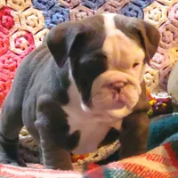 Violet, a male English Bulldog for sale in Minerva, OH – Photo 5 of 9