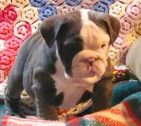 Violet, a male English Bulldog for sale in Minerva, OH – Photo 5 of 9