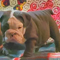 Violet, a male English Bulldog for sale in Minerva, OH – Photo 3 of 9