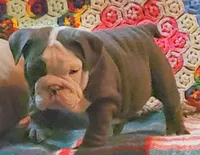 Violet, a male English Bulldog for sale in Minerva, OH – Photo 3 of 9