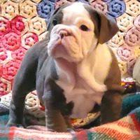 Violet, a male English Bulldog for sale in Minerva, OH – Photo 6 of 9