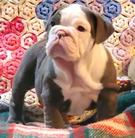 Violet, a male English Bulldog for sale in Minerva, OH – Photo 6 of 9