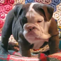Violet, a male English Bulldog for sale in Minerva, OH – Photo 1 of 9