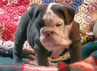 Violet, a male English Bulldog for sale in Minerva, OH – Photo 1 of 9