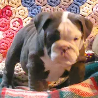 Violet, a male English Bulldog for sale in Minerva, OH – Photo 8 of 9