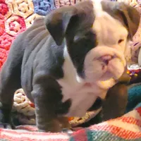 Violet, a male English Bulldog for sale in Minerva, OH – Photo 2 of 9