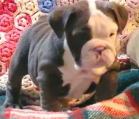 Violet, a male English Bulldog for sale in Minerva, OH – Photo 2 of 9