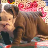 Violet, a male English Bulldog for sale in Minerva, OH – Photo 9 of 9