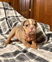 Madison, a female English Bulldog for sale in Minerva, OH – 7 of 7