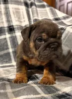 Stormy, a female English Bulldog for sale in Minerva, OH – 3 of 10