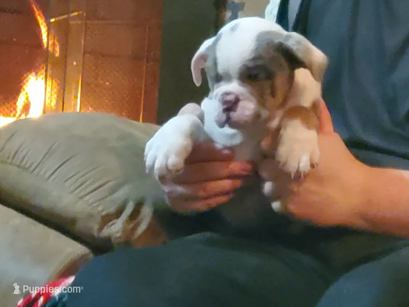 Prince blue tri merle