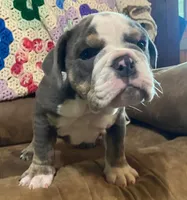 Fe blue tri, a male English Bulldog for sale in Minerva, OH – 7 of 7