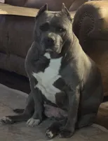 Selah, a female American Pit Bull Terrier for sale in Williamston, SC – 6 of 7