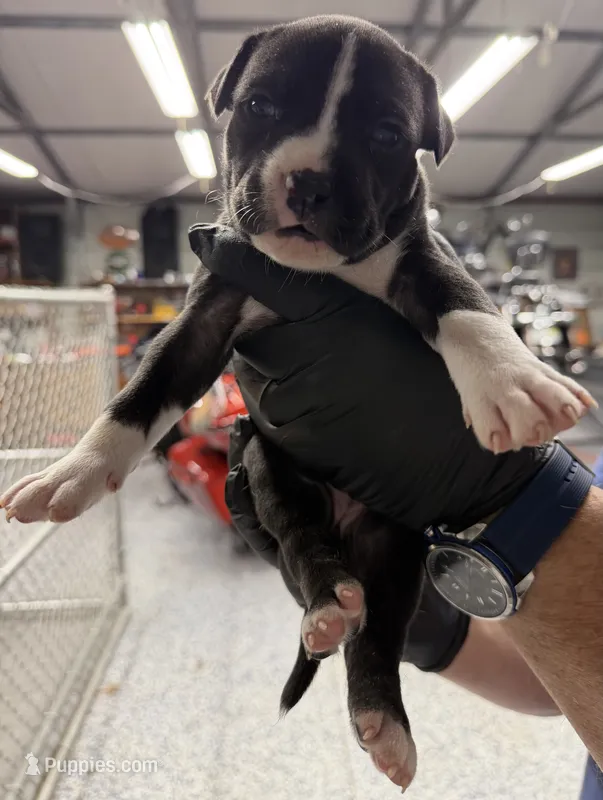 Selah – American Pit Bull Terrier puppy for sale in Williamston, SC