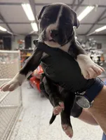 Selah, a female American Pit Bull Terrier for sale in Williamston, SC – 1 of 2