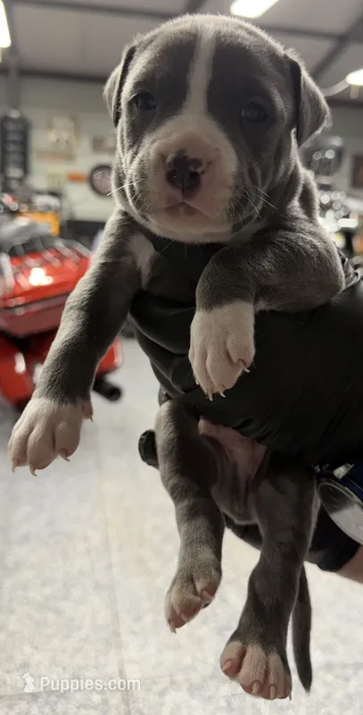Dash – American Pit Bull Terrier puppy for sale in Williamston, SC