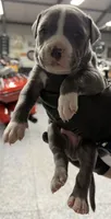 Dash, a male American Pit Bull Terrier for sale in Williamston, SC – 1 of 2