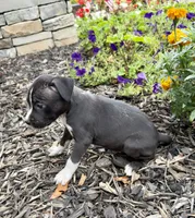 Selah, a female American Pit Bull Terrier for sale in Williamston, SC – 3 of 7