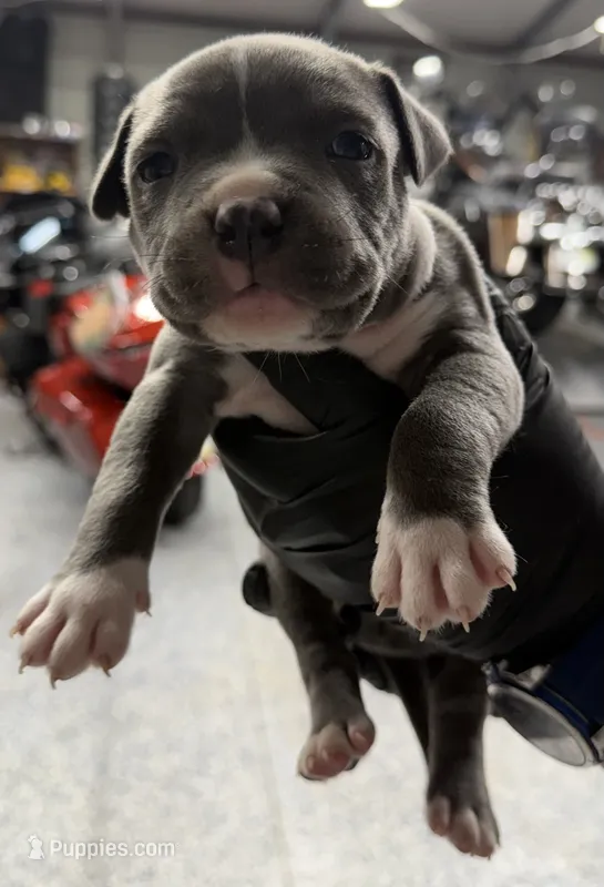  Chippy – American Pit Bull Terrier puppy for sale in Williamston, SC