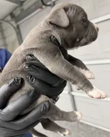 Dash, a male American Pit Bull Terrier for sale in Williamston, SC – 2 of 2