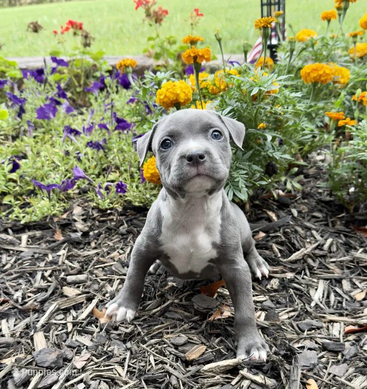  Chippy – American Pit Bull Terrier puppy for sale in Williamston, SC
