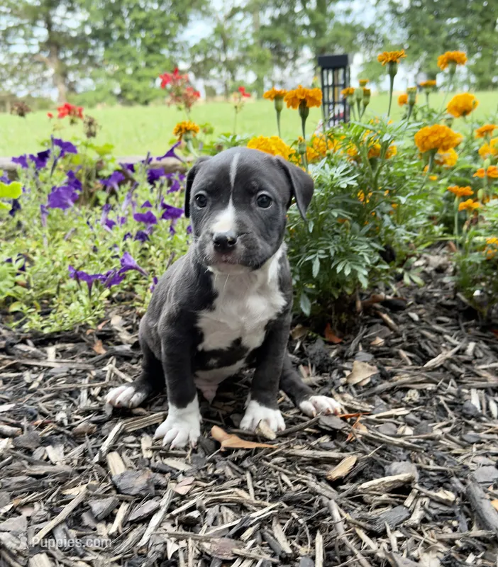 Casey – American Pit Bull Terrier puppy for sale in Williamston, SC