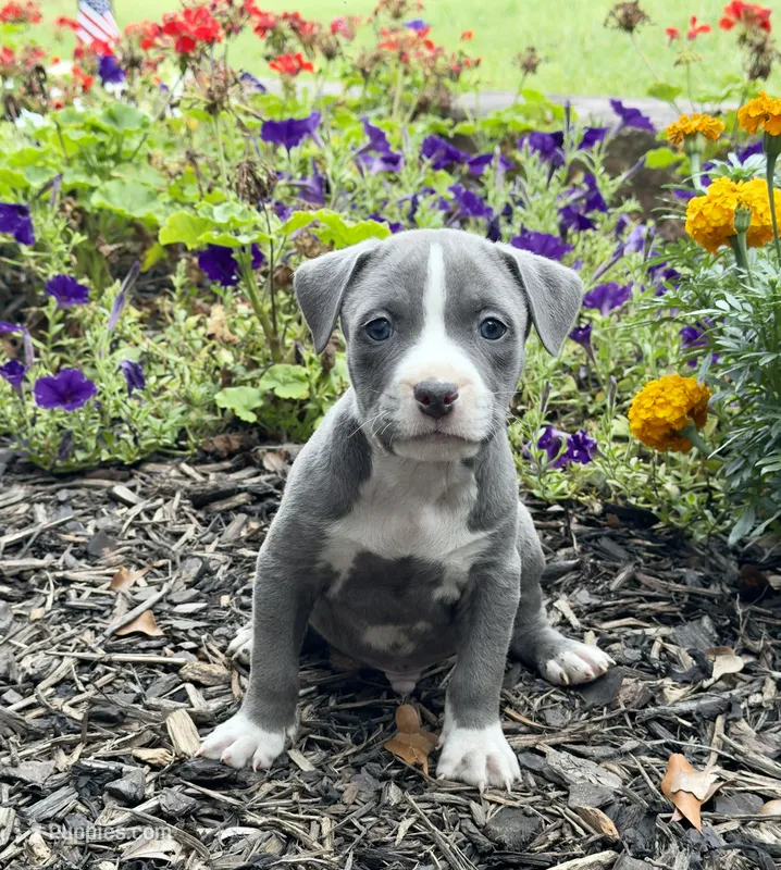 Cuppy  – American Pit Bull Terrier puppy for sale in Williamston, SC