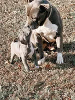 Selah, a female American Pit Bull Terrier for sale in Williamston, SC – 4 of 7