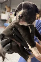 Casey, a male American Pit Bull Terrier for sale in Williamston, SC – 2 of 2
