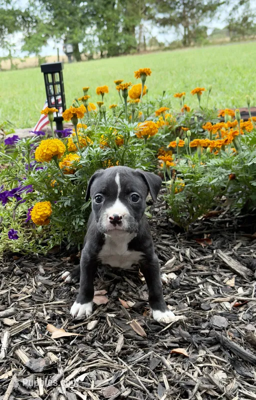 Laney – American Pit Bull Terrier puppy for sale in Williamston, SC
