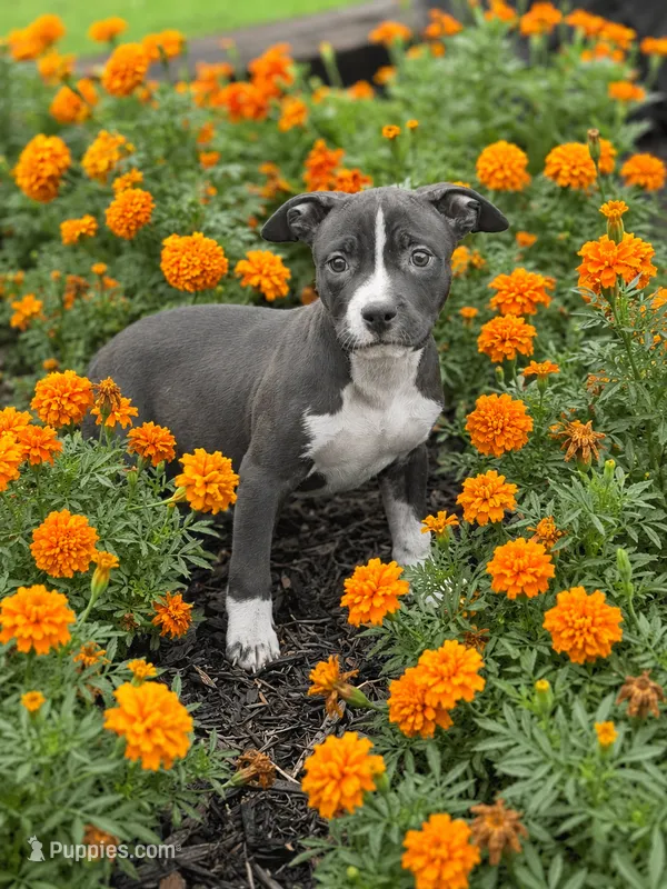 Selah – American Pit Bull Terrier puppy for sale in Williamston, SC