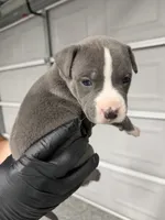 Cuppy , a male American Pit Bull Terrier for sale in Williamston, SC – 1 of 2