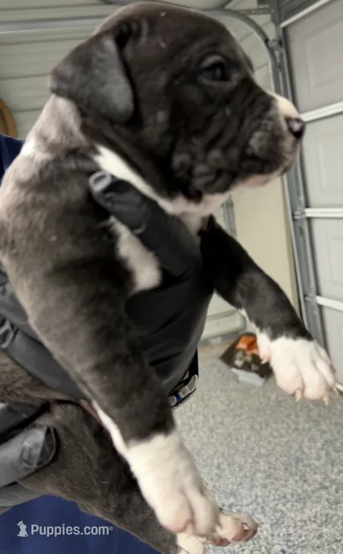 Casey – American Pit Bull Terrier puppy for sale in Williamston, SC