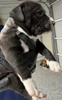 Casey, a male American Pit Bull Terrier for sale in Williamston, SC – 1 of 2
