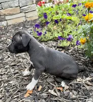 Selah, a female American Pit Bull Terrier for sale in Williamston, SC – 2 of 7