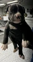 Laney, a female American Pit Bull Terrier for sale in Williamston, SC – 1 of 2