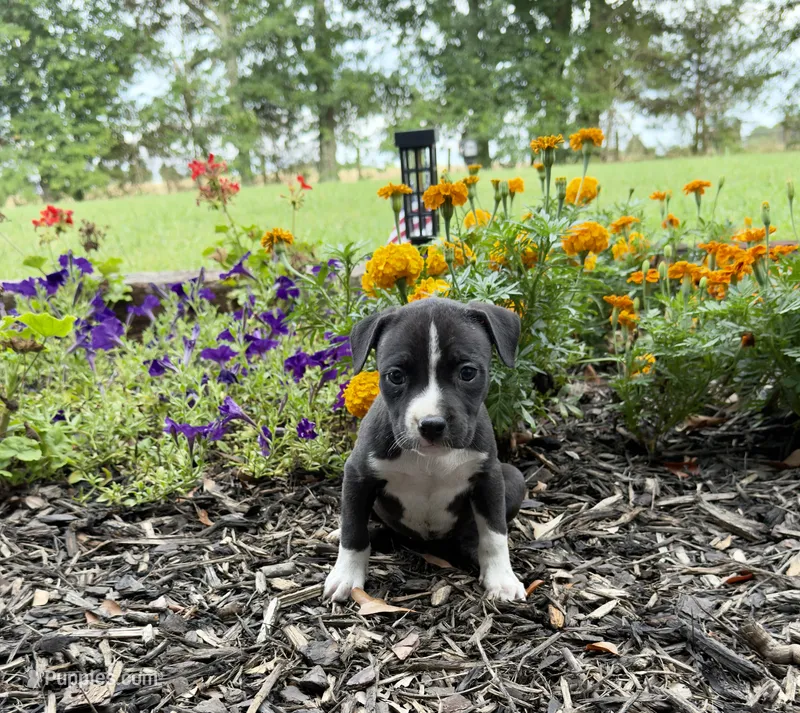Selah – American Pit Bull Terrier puppy for sale in Williamston, SC
